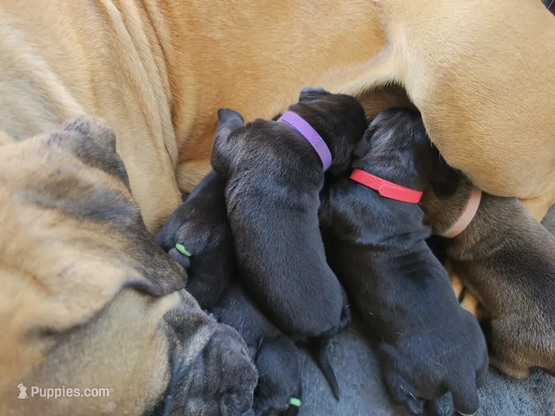 Broly Registered 5 available – Boerboel puppy for sale in San Jose, CA
