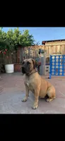 Broly Registered 5 available, a male Boerboel for sale in San Jose, CA – 4 of 10