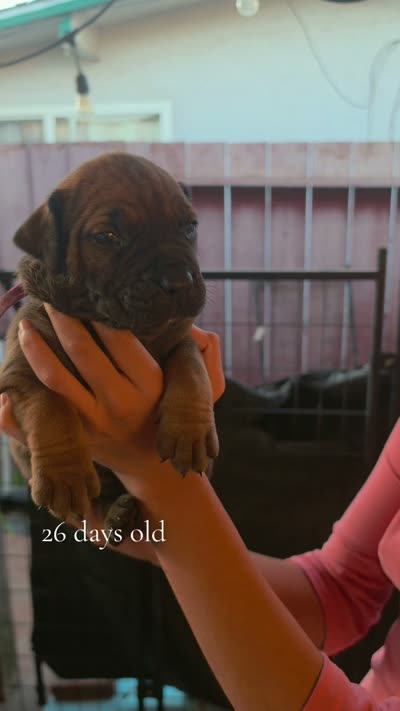 South African Boerbel  Registered 5 available, a male Cane Corso and Boerboel for sale in San Jose, CA – 2 of 10