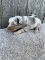 Winnie, a female Australian Shepherd for sale in Lake Odessa, MI – 3 of 6