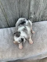 Winnie, a female Australian Shepherd for sale in Lake Odessa, MI – 2 of 6