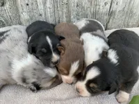 Meekah, a female Australian Shepherd for sale in Lake Odessa, MI – 7 of 8