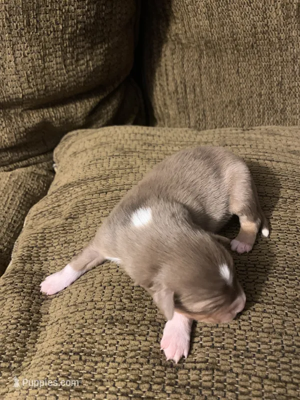Brownie – Australian Shepherd puppy for sale in Lake Odessa, MI