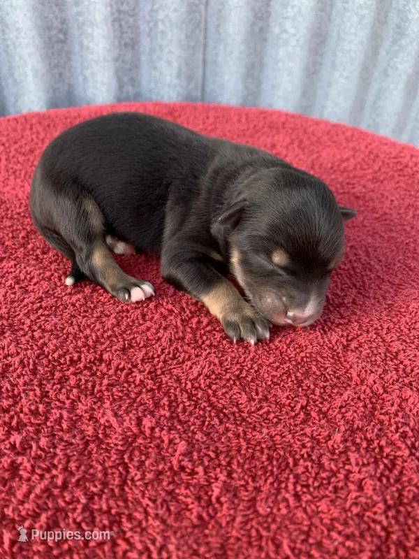 Scout – Australian Shepherd puppy for sale in Lake Odessa, MI