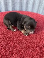 Scout, a male Australian Shepherd for sale in Lake Odessa, MI – Photo 1 of 6