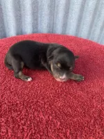 Scout, a male Australian Shepherd for sale in Lake Odessa, MI – Photo 3 of 6