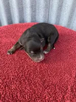 Scout, a male Australian Shepherd for sale in Lake Odessa, MI – Photo 4 of 6