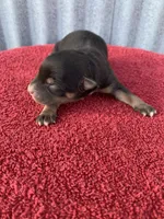 Scout, a male Australian Shepherd for sale in Lake Odessa, MI – Photo 2 of 6