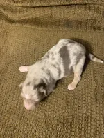 Patch, a male Australian Shepherd for sale in Lake Odessa, MI – 2 of 8