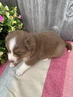 Hazel, a female Australian Shepherd for sale in Lake Odessa, MI – 6 of 10
