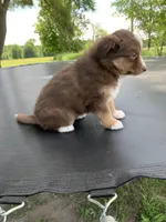 Violet, a female Australian Shepherd for sale in Lake Odessa, MI – 3 of 10