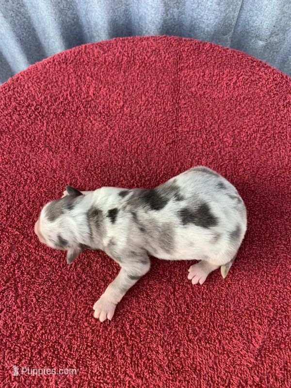 Winnie – Australian Shepherd puppy for sale in Lake Odessa, MI