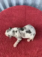 Winnie, a female Australian Shepherd for sale in Lake Odessa, MI – Photo 1 of 6