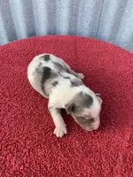 Winnie, a female Australian Shepherd for sale in Lake Odessa, MI – Photo 3 of 6