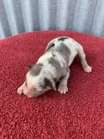 Winnie, a female Australian Shepherd for sale in Lake Odessa, MI – Photo 2 of 6