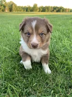 Cam, a male Australian Shepherd for sale in Lake Odessa, MI – 2 of 9