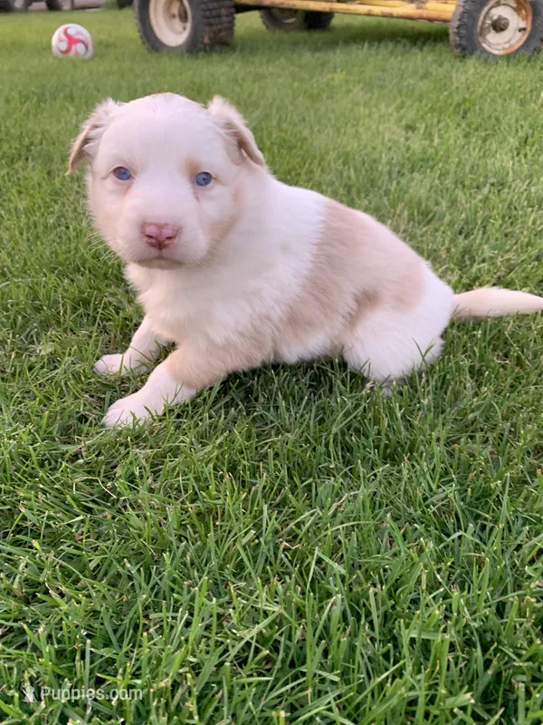 Ruby – Australian Shepherd puppy on hold in Lake Odessa, MI