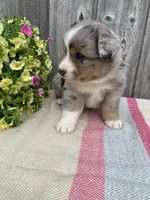 Ozzy, a male Australian Shepherd for sale in Lake Odessa, MI – 7 of 9