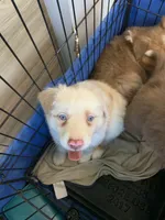 Ruby, a female Australian Shepherd for sale in Lake Odessa, MI – 4 of 9