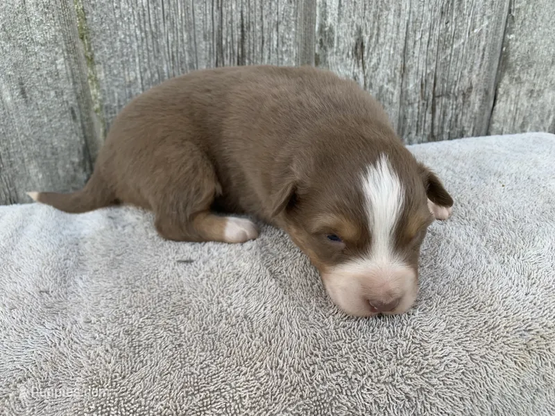Hazel – Australian Shepherd puppy for sale in Lake Odessa, MI
