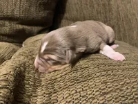 Brownie, a female Australian Shepherd for sale in Lake Odessa, MI – 3 of 6