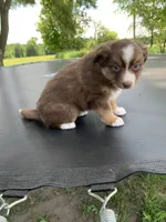 Violet, a female Australian Shepherd for sale in Lake Odessa, MI – 6 of 10