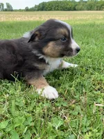 Blippi, a male Australian Shepherd for sale in Lake Odessa, MI – 2 of 8