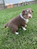 Cam, a male Australian Shepherd for sale in Lake Odessa, MI – 4 of 9