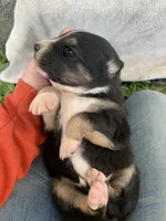 Meekah, a female Australian Shepherd for sale in Lake Odessa, MI – 4 of 8