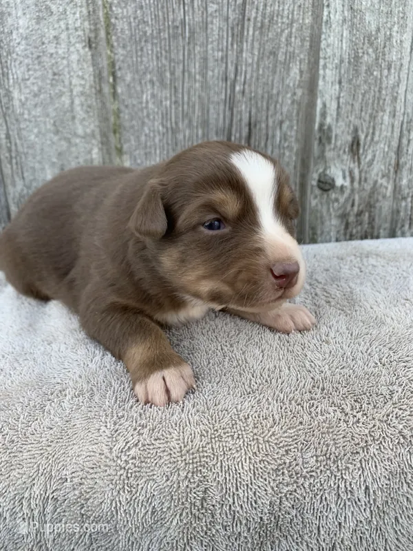 Violet – Australian Shepherd puppy for sale in Lake Odessa, MI