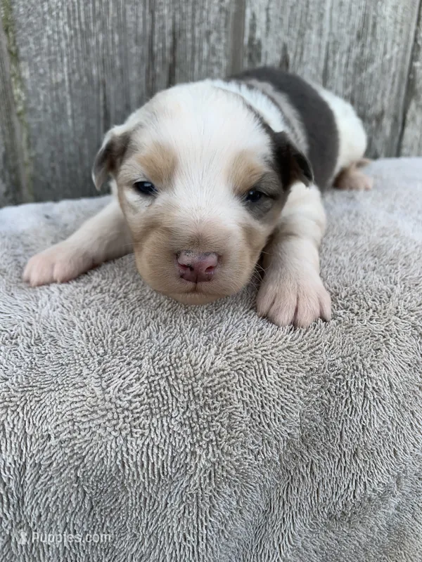 Snowflake – Australian Shepherd puppy for sale in Lake Odessa, MI