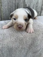 Snowflake, a female Australian Shepherd for sale in Lake Odessa, MI – 1 of 10