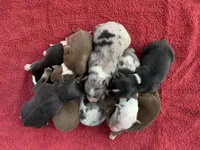 Ozzy, a male Australian Shepherd for sale in Lake Odessa, MI – Photo 3 of 5