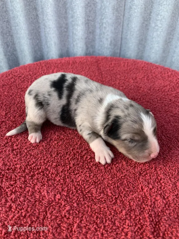 Ozzy – Australian Shepherd puppy for sale in Lake Odessa, MI