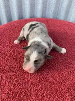 Ozzy, a male Australian Shepherd for sale in Lake Odessa, MI – Photo 2 of 5