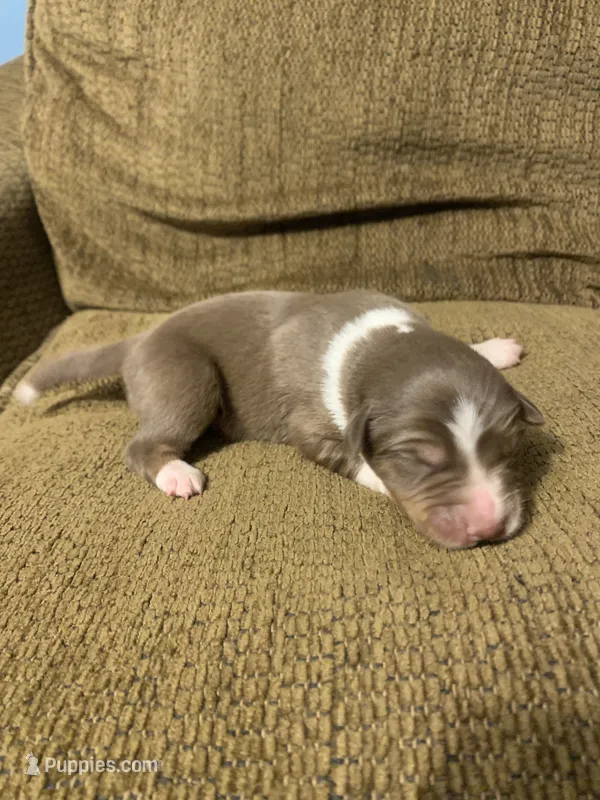 Cam – Australian Shepherd puppy for sale in Lake Odessa, MI
