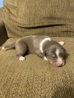 Cam, a male Australian Shepherd for sale in Lake Odessa, MI – 1 of 8