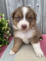 Hazel, a female Australian Shepherd for sale in Lake Odessa, MI – 2 of 10