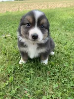 Blippi, a male Australian Shepherd for sale in Lake Odessa, MI – 4 of 8