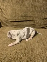 Patch, a male Australian Shepherd for sale in Lake Odessa, MI – 3 of 8