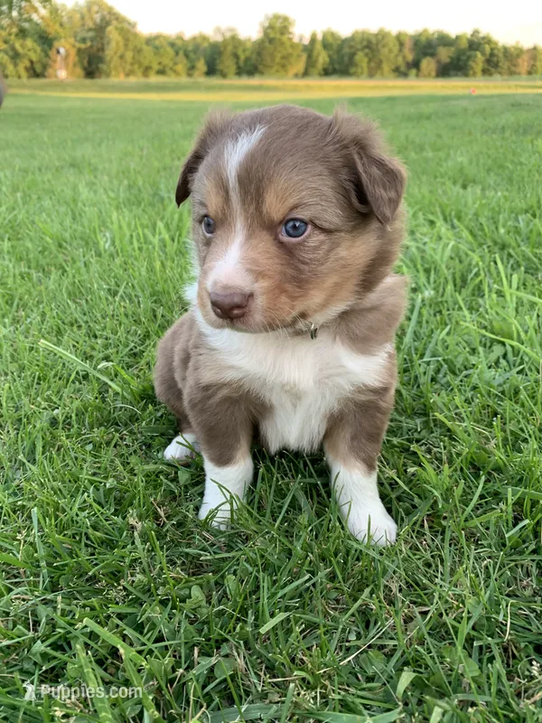 Cam – Australian Shepherd puppy for sale in Lake Odessa, MI