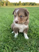 Cam, a male Australian Shepherd for sale in Lake Odessa, MI – 1 of 9