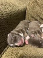 Blaze, a male Australian Shepherd for sale in Lake Odessa, MI – 5 of 7