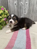 Blippi, a male Australian Shepherd for sale in Lake Odessa, MI – 6 of 8