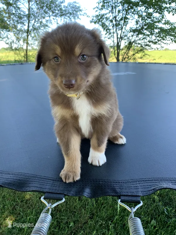 Reese – Australian Shepherd puppy for sale in Lake Odessa, MI