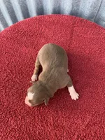 Hazel, a female Australian Shepherd for sale in Lake Odessa, MI – Photo 3 of 6