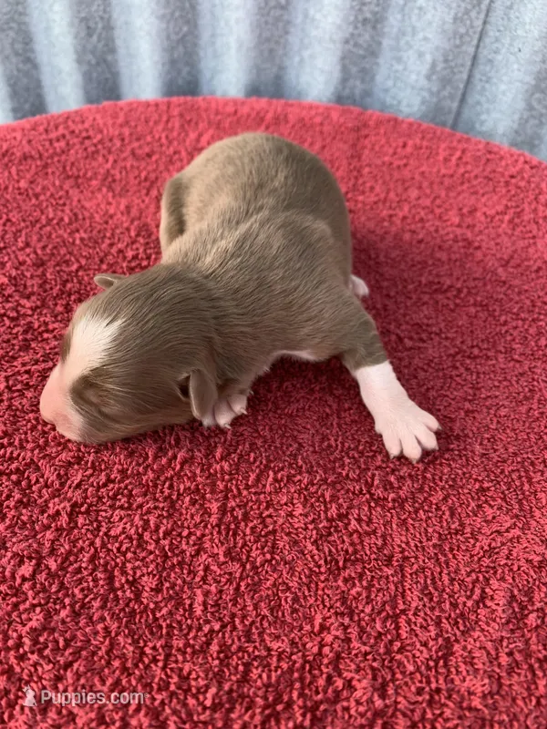 Hazel – Australian Shepherd puppy for sale in Lake Odessa, MI