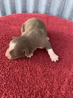 Hazel, a female Australian Shepherd for sale in Lake Odessa, MI – Photo 1 of 6