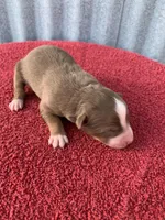 Hazel, a female Australian Shepherd for sale in Lake Odessa, MI – Photo 2 of 6