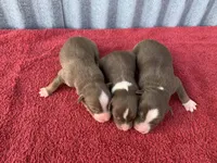 Hazel, a female Australian Shepherd for sale in Lake Odessa, MI – Photo 4 of 6